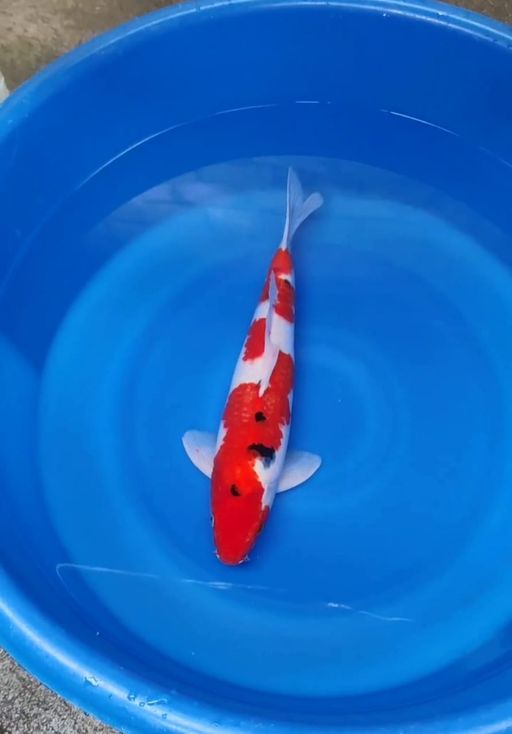 Lelang Koi Online, Jual Beli Ikan Koi, Pusat Jual Beli Koi, Info Lelang Koi Hari Ini, Platform Jual Beli Koi, Jual Beli Ikan Koi Online, Marketplace Ikan Koi, Jual Koi Terbaik, Tempat Beli Koi Berkualitas, Pasar Ikan Koi Online Terpercaya, Penjual Ikan Koi Terpercaya, Beli Koi Hias Online, Ikan Koi untuk Dijual, Koi Kualitas Terbaik, Toko Online Ikan Koi, Koi Hias Untuk Dijual, Jual Beli Ikan Koi Lokal, Koi Indonesia Online, Pusat Jual Beli Koi Terbesar