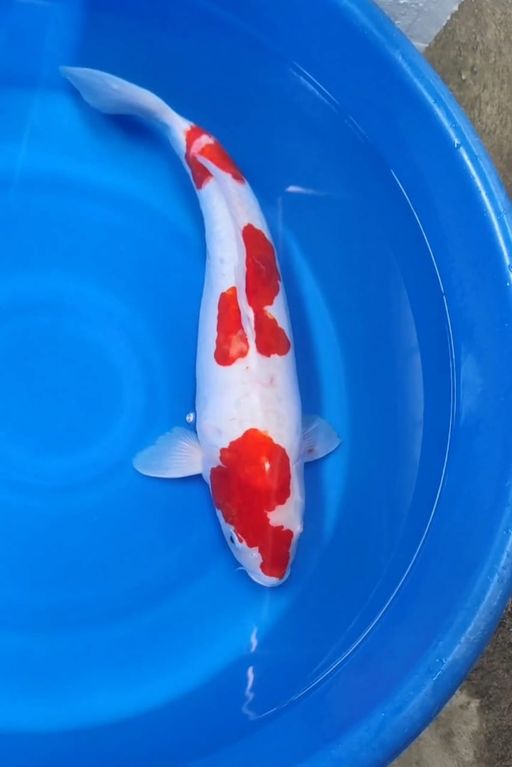 Lelang Koi Online, Jual Beli Ikan Koi, Pusat Jual Beli Koi, Info Lelang Koi Hari Ini, Platform Jual Beli Koi, Jual Beli Ikan Koi Online, Marketplace Ikan Koi, Jual Koi Terbaik, Tempat Beli Koi Berkualitas, Pasar Ikan Koi Online Terpercaya, Penjual Ikan Koi Terpercaya, Beli Koi Hias Online, Ikan Koi untuk Dijual, Koi Kualitas Terbaik, Toko Online Ikan Koi, Koi Hias Untuk Dijual, Jual Beli Ikan Koi Lokal, Koi Indonesia Online, Pusat Jual Beli Koi Terbesar