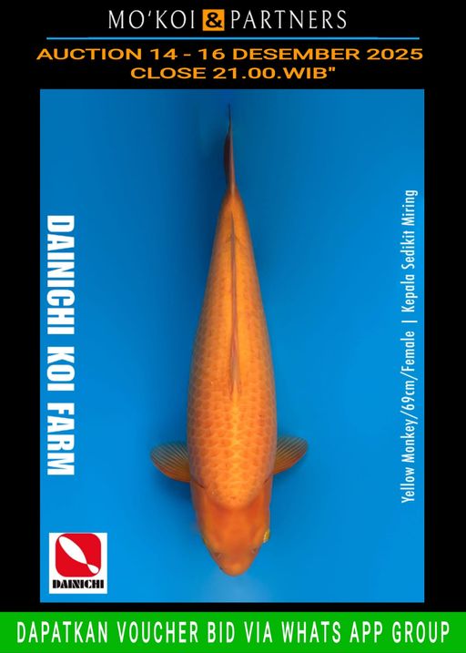 Lelang Koi Online, Jual Beli Ikan Koi, Pusat Jual Beli Koi, Info Lelang Koi Hari Ini, Platform Jual Beli Koi, Jual Beli Ikan Koi Online, Marketplace Ikan Koi, Jual Koi Terbaik, Tempat Beli Koi Berkualitas, Pasar Ikan Koi Online Terpercaya, Penjual Ikan Koi Terpercaya, Beli Koi Hias Online, Ikan Koi untuk Dijual, Koi Kualitas Terbaik, Toko Online Ikan Koi, Koi Hias Untuk Dijual, Jual Beli Ikan Koi Lokal, Koi Indonesia Online, Pusat Jual Beli Koi Terbesar