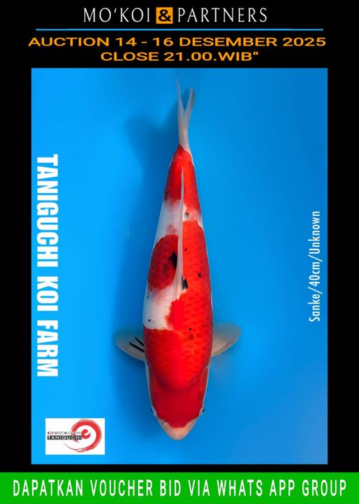 Lelang Koi Online, Jual Beli Ikan Koi, Pusat Jual Beli Koi, Info Lelang Koi Hari Ini, Platform Jual Beli Koi, Jual Beli Ikan Koi Online, Marketplace Ikan Koi, Jual Koi Terbaik, Tempat Beli Koi Berkualitas, Pasar Ikan Koi Online Terpercaya, Penjual Ikan Koi Terpercaya, Beli Koi Hias Online, Ikan Koi untuk Dijual, Koi Kualitas Terbaik, Toko Online Ikan Koi, Koi Hias Untuk Dijual, Jual Beli Ikan Koi Lokal, Koi Indonesia Online, Pusat Jual Beli Koi Terbesar