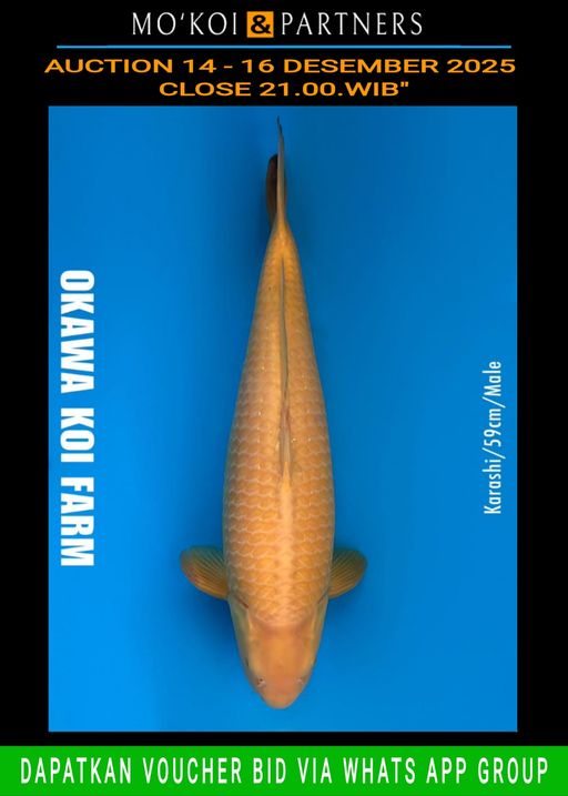 Lelang Koi Online, Jual Beli Ikan Koi, Pusat Jual Beli Koi, Info Lelang Koi Hari Ini, Platform Jual Beli Koi, Jual Beli Ikan Koi Online, Marketplace Ikan Koi, Jual Koi Terbaik, Tempat Beli Koi Berkualitas, Pasar Ikan Koi Online Terpercaya, Penjual Ikan Koi Terpercaya, Beli Koi Hias Online, Ikan Koi untuk Dijual, Koi Kualitas Terbaik, Toko Online Ikan Koi, Koi Hias Untuk Dijual, Jual Beli Ikan Koi Lokal, Koi Indonesia Online, Pusat Jual Beli Koi Terbesar