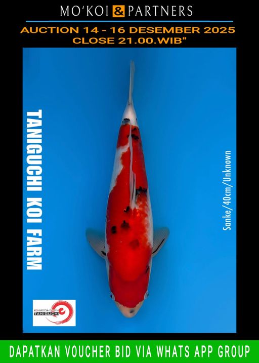 Lelang Koi Online, Jual Beli Ikan Koi, Pusat Jual Beli Koi, Info Lelang Koi Hari Ini, Platform Jual Beli Koi, Jual Beli Ikan Koi Online, Marketplace Ikan Koi, Jual Koi Terbaik, Tempat Beli Koi Berkualitas, Pasar Ikan Koi Online Terpercaya, Penjual Ikan Koi Terpercaya, Beli Koi Hias Online, Ikan Koi untuk Dijual, Koi Kualitas Terbaik, Toko Online Ikan Koi, Koi Hias Untuk Dijual, Jual Beli Ikan Koi Lokal, Koi Indonesia Online, Pusat Jual Beli Koi Terbesar