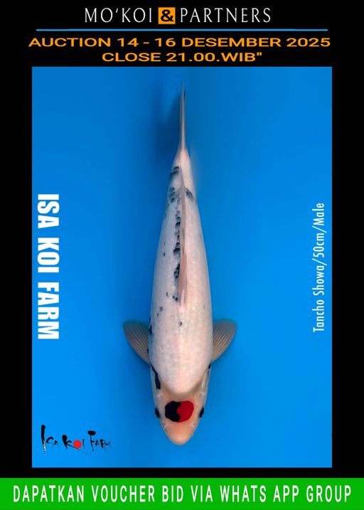 Lelang Koi Online, Jual Beli Ikan Koi, Pusat Jual Beli Koi, Info Lelang Koi Hari Ini, Platform Jual Beli Koi, Jual Beli Ikan Koi Online, Marketplace Ikan Koi, Jual Koi Terbaik, Tempat Beli Koi Berkualitas, Pasar Ikan Koi Online Terpercaya, Penjual Ikan Koi Terpercaya, Beli Koi Hias Online, Ikan Koi untuk Dijual, Koi Kualitas Terbaik, Toko Online Ikan Koi, Koi Hias Untuk Dijual, Jual Beli Ikan Koi Lokal, Koi Indonesia Online, Pusat Jual Beli Koi Terbesar