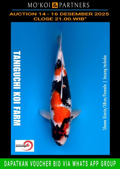 Lelang Koi Online, Jual Beli Ikan Koi, Pusat Jual Beli Koi, Info Lelang Koi Hari Ini, Platform Jual Beli Koi, Jual Beli Ikan Koi Online, Marketplace Ikan Koi, Jual Koi Terbaik, Tempat Beli Koi Berkualitas, Pasar Ikan Koi Online Terpercaya, Penjual Ikan Koi Terpercaya, Beli Koi Hias Online, Ikan Koi untuk Dijual, Koi Kualitas Terbaik, Toko Online Ikan Koi, Koi Hias Untuk Dijual, Jual Beli Ikan Koi Lokal, Koi Indonesia Online, Pusat Jual Beli Koi Terbesar