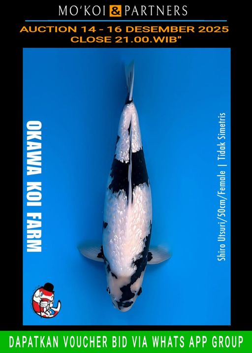 Lelang Koi Online, Jual Beli Ikan Koi, Pusat Jual Beli Koi, Info Lelang Koi Hari Ini, Platform Jual Beli Koi, Jual Beli Ikan Koi Online, Marketplace Ikan Koi, Jual Koi Terbaik, Tempat Beli Koi Berkualitas, Pasar Ikan Koi Online Terpercaya, Penjual Ikan Koi Terpercaya, Beli Koi Hias Online, Ikan Koi untuk Dijual, Koi Kualitas Terbaik, Toko Online Ikan Koi, Koi Hias Untuk Dijual, Jual Beli Ikan Koi Lokal, Koi Indonesia Online, Pusat Jual Beli Koi Terbesar