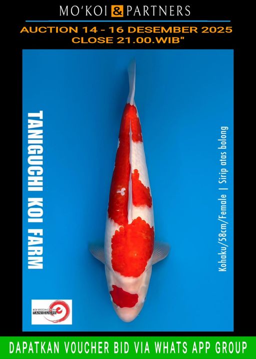 Lelang Koi Online, Jual Beli Ikan Koi, Pusat Jual Beli Koi, Info Lelang Koi Hari Ini, Platform Jual Beli Koi, Jual Beli Ikan Koi Online, Marketplace Ikan Koi, Jual Koi Terbaik, Tempat Beli Koi Berkualitas, Pasar Ikan Koi Online Terpercaya, Penjual Ikan Koi Terpercaya, Beli Koi Hias Online, Ikan Koi untuk Dijual, Koi Kualitas Terbaik, Toko Online Ikan Koi, Koi Hias Untuk Dijual, Jual Beli Ikan Koi Lokal, Koi Indonesia Online, Pusat Jual Beli Koi Terbesar