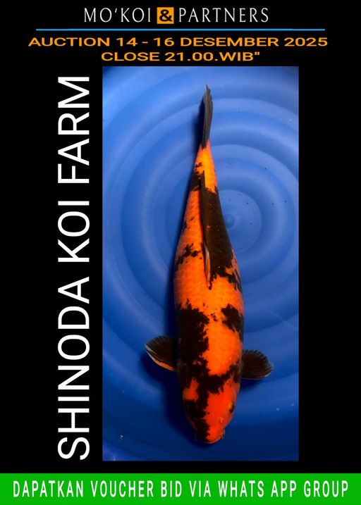 Lelang Koi Online, Jual Beli Ikan Koi, Pusat Jual Beli Koi, Info Lelang Koi Hari Ini, Platform Jual Beli Koi, Jual Beli Ikan Koi Online, Marketplace Ikan Koi, Jual Koi Terbaik, Tempat Beli Koi Berkualitas, Pasar Ikan Koi Online Terpercaya, Penjual Ikan Koi Terpercaya, Beli Koi Hias Online, Ikan Koi untuk Dijual, Koi Kualitas Terbaik, Toko Online Ikan Koi, Koi Hias Untuk Dijual, Jual Beli Ikan Koi Lokal, Koi Indonesia Online, Pusat Jual Beli Koi Terbesar