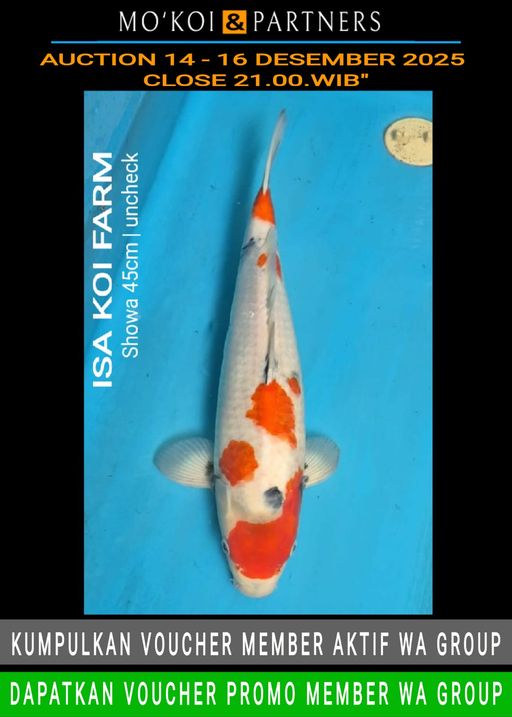 Lelang Koi Online, Jual Beli Ikan Koi, Pusat Jual Beli Koi, Info Lelang Koi Hari Ini, Platform Jual Beli Koi, Jual Beli Ikan Koi Online, Marketplace Ikan Koi, Jual Koi Terbaik, Tempat Beli Koi Berkualitas, Pasar Ikan Koi Online Terpercaya, Penjual Ikan Koi Terpercaya, Beli Koi Hias Online, Ikan Koi untuk Dijual, Koi Kualitas Terbaik, Toko Online Ikan Koi, Koi Hias Untuk Dijual, Jual Beli Ikan Koi Lokal, Koi Indonesia Online, Pusat Jual Beli Koi Terbesar