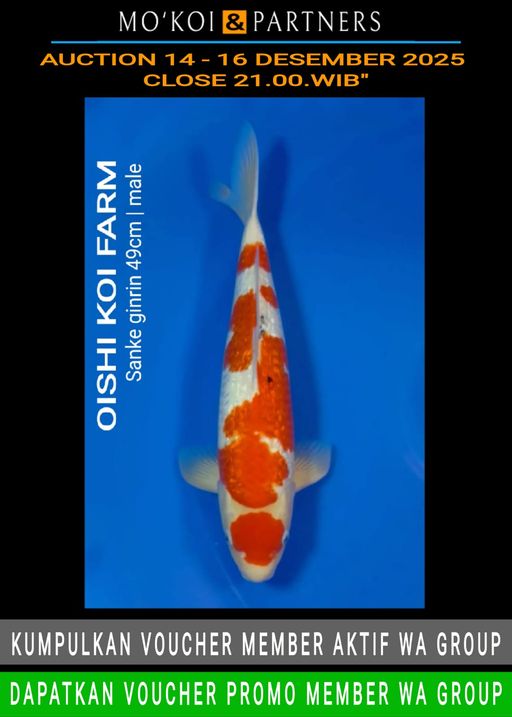 Lelang Koi Online, Jual Beli Ikan Koi, Pusat Jual Beli Koi, Info Lelang Koi Hari Ini, Platform Jual Beli Koi, Jual Beli Ikan Koi Online, Marketplace Ikan Koi, Jual Koi Terbaik, Tempat Beli Koi Berkualitas, Pasar Ikan Koi Online Terpercaya, Penjual Ikan Koi Terpercaya, Beli Koi Hias Online, Ikan Koi untuk Dijual, Koi Kualitas Terbaik, Toko Online Ikan Koi, Koi Hias Untuk Dijual, Jual Beli Ikan Koi Lokal, Koi Indonesia Online, Pusat Jual Beli Koi Terbesar
