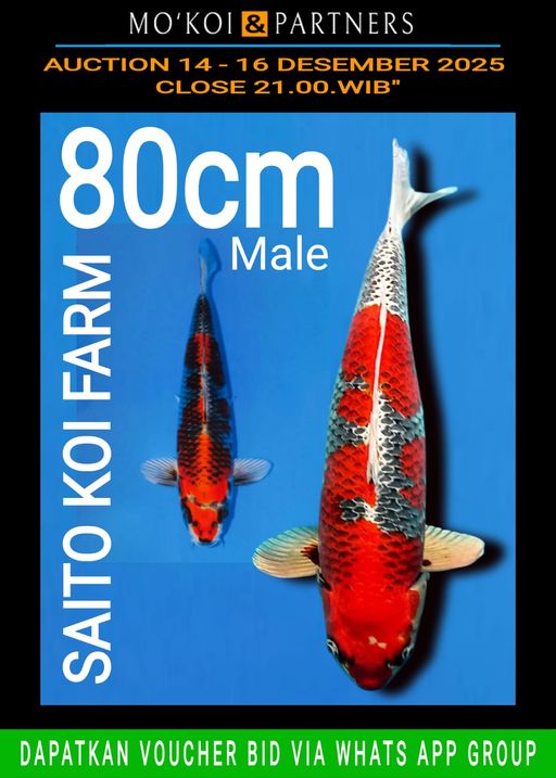 Lelang Koi Online, Jual Beli Ikan Koi, Pusat Jual Beli Koi, Info Lelang Koi Hari Ini, Platform Jual Beli Koi, Jual Beli Ikan Koi Online, Marketplace Ikan Koi, Jual Koi Terbaik, Tempat Beli Koi Berkualitas, Pasar Ikan Koi Online Terpercaya, Penjual Ikan Koi Terpercaya, Beli Koi Hias Online, Ikan Koi untuk Dijual, Koi Kualitas Terbaik, Toko Online Ikan Koi, Koi Hias Untuk Dijual, Jual Beli Ikan Koi Lokal, Koi Indonesia Online, Pusat Jual Beli Koi Terbesar