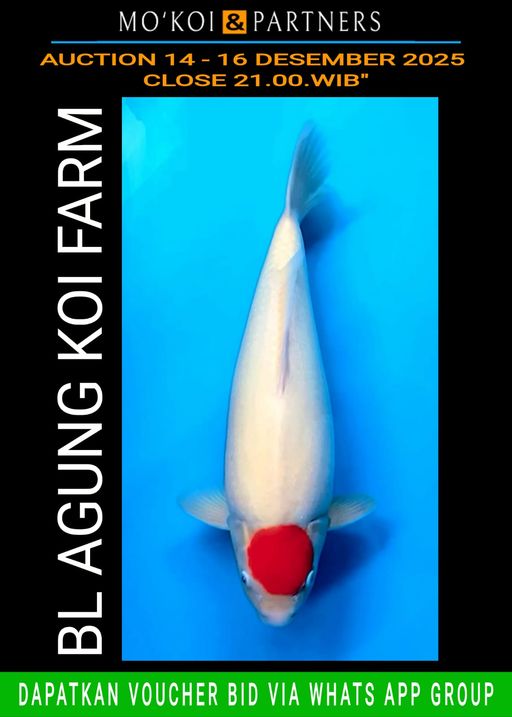 Lelang Koi Online, Jual Beli Ikan Koi, Pusat Jual Beli Koi, Info Lelang Koi Hari Ini, Platform Jual Beli Koi, Jual Beli Ikan Koi Online, Marketplace Ikan Koi, Jual Koi Terbaik, Tempat Beli Koi Berkualitas, Pasar Ikan Koi Online Terpercaya, Penjual Ikan Koi Terpercaya, Beli Koi Hias Online, Ikan Koi untuk Dijual, Koi Kualitas Terbaik, Toko Online Ikan Koi, Koi Hias Untuk Dijual, Jual Beli Ikan Koi Lokal, Koi Indonesia Online, Pusat Jual Beli Koi Terbesar