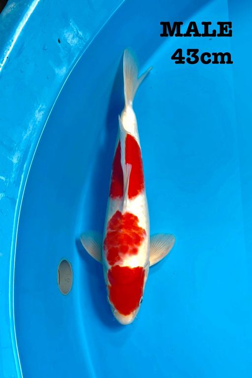 Lelang Koi Online, Jual Beli Ikan Koi, Pusat Jual Beli Koi, Info Lelang Koi Hari Ini, Platform Jual Beli Koi, Jual Beli Ikan Koi Online, Marketplace Ikan Koi, Jual Koi Terbaik, Tempat Beli Koi Berkualitas, Pasar Ikan Koi Online Terpercaya, Penjual Ikan Koi Terpercaya, Beli Koi Hias Online, Ikan Koi untuk Dijual, Koi Kualitas Terbaik, Toko Online Ikan Koi, Koi Hias Untuk Dijual, Jual Beli Ikan Koi Lokal, Koi Indonesia Online, Pusat Jual Beli Koi Terbesar
