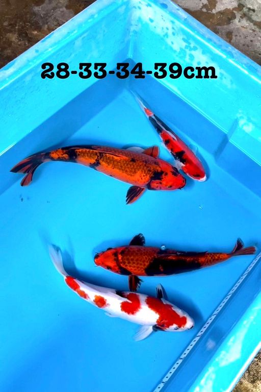 Lelang Koi Online, Jual Beli Ikan Koi, Pusat Jual Beli Koi, Info Lelang Koi Hari Ini, Platform Jual Beli Koi, Jual Beli Ikan Koi Online, Marketplace Ikan Koi, Jual Koi Terbaik, Tempat Beli Koi Berkualitas, Pasar Ikan Koi Online Terpercaya, Penjual Ikan Koi Terpercaya, Beli Koi Hias Online, Ikan Koi untuk Dijual, Koi Kualitas Terbaik, Toko Online Ikan Koi, Koi Hias Untuk Dijual, Jual Beli Ikan Koi Lokal, Koi Indonesia Online, Pusat Jual Beli Koi Terbesar