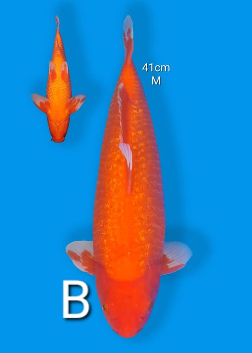 Lelang Koi Online, Jual Beli Ikan Koi, Pusat Jual Beli Koi, Info Lelang Koi Hari Ini, Platform Jual Beli Koi, Jual Beli Ikan Koi Online, Marketplace Ikan Koi, Jual Koi Terbaik, Tempat Beli Koi Berkualitas, Pasar Ikan Koi Online Terpercaya, Penjual Ikan Koi Terpercaya, Beli Koi Hias Online, Ikan Koi untuk Dijual, Koi Kualitas Terbaik, Toko Online Ikan Koi, Koi Hias Untuk Dijual, Jual Beli Ikan Koi Lokal, Koi Indonesia Online, Pusat Jual Beli Koi Terbesar