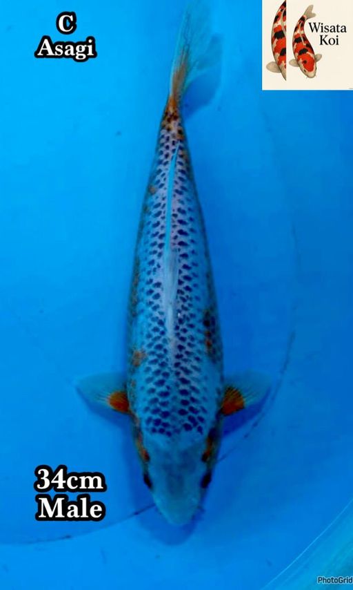 Lelang Koi Online, Jual Beli Ikan Koi, Pusat Jual Beli Koi, Info Lelang Koi Hari Ini, Platform Jual Beli Koi, Jual Beli Ikan Koi Online, Marketplace Ikan Koi, Jual Koi Terbaik, Tempat Beli Koi Berkualitas, Pasar Ikan Koi Online Terpercaya, Penjual Ikan Koi Terpercaya, Beli Koi Hias Online, Ikan Koi untuk Dijual, Koi Kualitas Terbaik, Toko Online Ikan Koi, Koi Hias Untuk Dijual, Jual Beli Ikan Koi Lokal, Koi Indonesia Online, Pusat Jual Beli Koi Terbesar