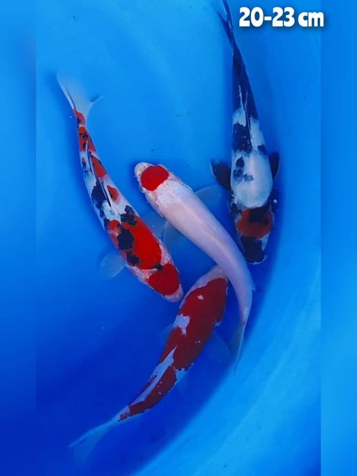 Lelang Koi Online, Jual Beli Ikan Koi, Pusat Jual Beli Koi, Info Lelang Koi Hari Ini, Platform Jual Beli Koi, Jual Beli Ikan Koi Online, Marketplace Ikan Koi, Jual Koi Terbaik, Tempat Beli Koi Berkualitas, Pasar Ikan Koi Online Terpercaya, Penjual Ikan Koi Terpercaya, Beli Koi Hias Online, Ikan Koi untuk Dijual, Koi Kualitas Terbaik, Toko Online Ikan Koi, Koi Hias Untuk Dijual, Jual Beli Ikan Koi Lokal, Koi Indonesia Online, Pusat Jual Beli Koi Terbesar