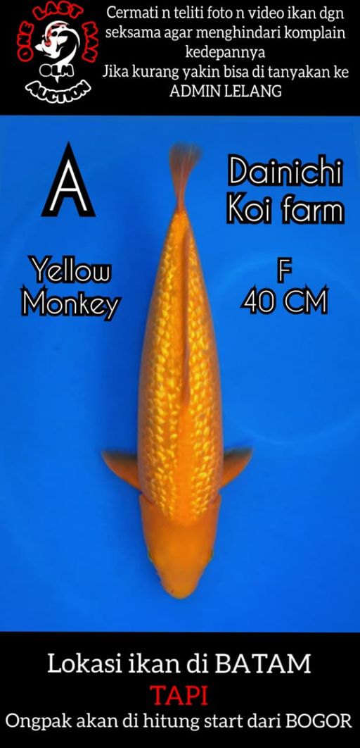 Lelang Koi Online, Jual Beli Ikan Koi, Pusat Jual Beli Koi, Info Lelang Koi Hari Ini, Platform Jual Beli Koi, Jual Beli Ikan Koi Online, Marketplace Ikan Koi, Jual Koi Terbaik, Tempat Beli Koi Berkualitas, Pasar Ikan Koi Online Terpercaya, Penjual Ikan Koi Terpercaya, Beli Koi Hias Online, Ikan Koi untuk Dijual, Koi Kualitas Terbaik, Toko Online Ikan Koi, Koi Hias Untuk Dijual, Jual Beli Ikan Koi Lokal, Koi Indonesia Online, Pusat Jual Beli Koi Terbesar