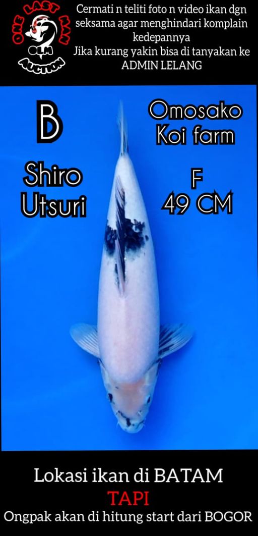 Lelang Koi Online, Jual Beli Ikan Koi, Pusat Jual Beli Koi, Info Lelang Koi Hari Ini, Platform Jual Beli Koi, Jual Beli Ikan Koi Online, Marketplace Ikan Koi, Jual Koi Terbaik, Tempat Beli Koi Berkualitas, Pasar Ikan Koi Online Terpercaya, Penjual Ikan Koi Terpercaya, Beli Koi Hias Online, Ikan Koi untuk Dijual, Koi Kualitas Terbaik, Toko Online Ikan Koi, Koi Hias Untuk Dijual, Jual Beli Ikan Koi Lokal, Koi Indonesia Online, Pusat Jual Beli Koi Terbesar