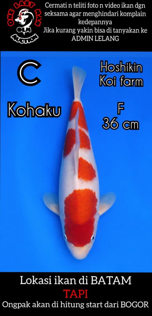 Lelang Koi Online, Jual Beli Ikan Koi, Pusat Jual Beli Koi, Info Lelang Koi Hari Ini, Platform Jual Beli Koi, Jual Beli Ikan Koi Online, Marketplace Ikan Koi, Jual Koi Terbaik, Tempat Beli Koi Berkualitas, Pasar Ikan Koi Online Terpercaya, Penjual Ikan Koi Terpercaya, Beli Koi Hias Online, Ikan Koi untuk Dijual, Koi Kualitas Terbaik, Toko Online Ikan Koi, Koi Hias Untuk Dijual, Jual Beli Ikan Koi Lokal, Koi Indonesia Online, Pusat Jual Beli Koi Terbesar