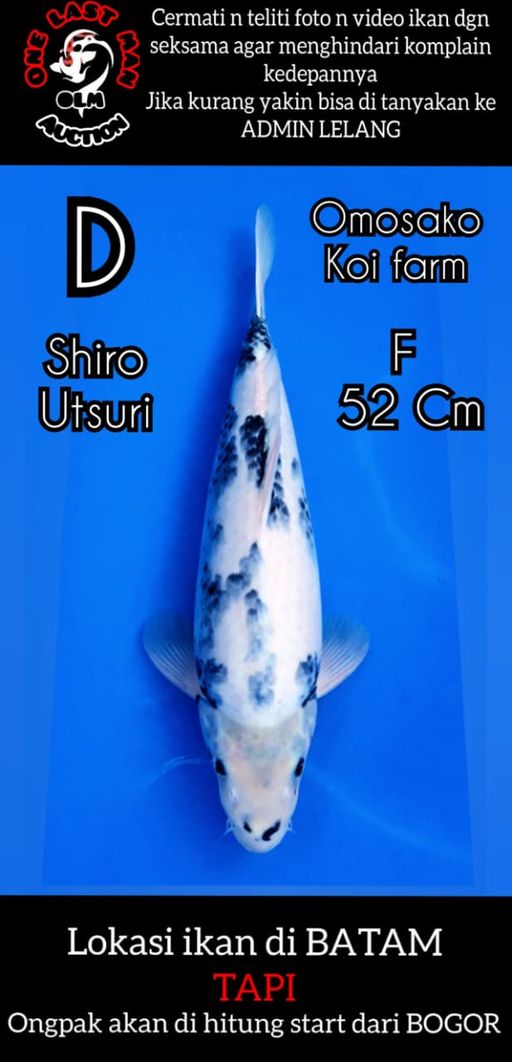 Lelang Koi Online, Jual Beli Ikan Koi, Pusat Jual Beli Koi, Info Lelang Koi Hari Ini, Platform Jual Beli Koi, Jual Beli Ikan Koi Online, Marketplace Ikan Koi, Jual Koi Terbaik, Tempat Beli Koi Berkualitas, Pasar Ikan Koi Online Terpercaya, Penjual Ikan Koi Terpercaya, Beli Koi Hias Online, Ikan Koi untuk Dijual, Koi Kualitas Terbaik, Toko Online Ikan Koi, Koi Hias Untuk Dijual, Jual Beli Ikan Koi Lokal, Koi Indonesia Online, Pusat Jual Beli Koi Terbesar