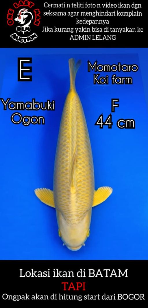 Lelang Koi Online, Jual Beli Ikan Koi, Pusat Jual Beli Koi, Info Lelang Koi Hari Ini, Platform Jual Beli Koi, Jual Beli Ikan Koi Online, Marketplace Ikan Koi, Jual Koi Terbaik, Tempat Beli Koi Berkualitas, Pasar Ikan Koi Online Terpercaya, Penjual Ikan Koi Terpercaya, Beli Koi Hias Online, Ikan Koi untuk Dijual, Koi Kualitas Terbaik, Toko Online Ikan Koi, Koi Hias Untuk Dijual, Jual Beli Ikan Koi Lokal, Koi Indonesia Online, Pusat Jual Beli Koi Terbesar