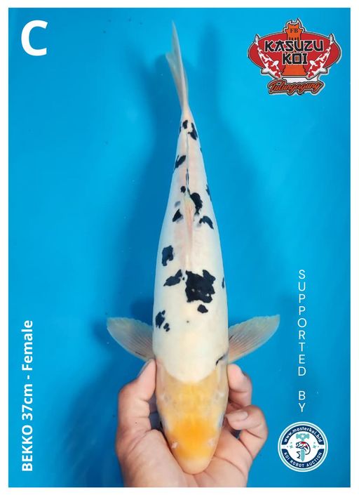 Lelang Koi Online, Jual Beli Ikan Koi, Pusat Jual Beli Koi, Info Lelang Koi Hari Ini, Platform Jual Beli Koi, Jual Beli Ikan Koi Online, Marketplace Ikan Koi, Jual Koi Terbaik, Tempat Beli Koi Berkualitas, Pasar Ikan Koi Online Terpercaya, Penjual Ikan Koi Terpercaya, Beli Koi Hias Online, Ikan Koi untuk Dijual, Koi Kualitas Terbaik, Toko Online Ikan Koi, Koi Hias Untuk Dijual, Jual Beli Ikan Koi Lokal, Koi Indonesia Online, Pusat Jual Beli Koi Terbesar