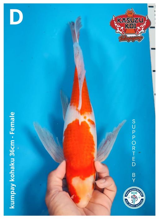 Lelang Koi Online, Jual Beli Ikan Koi, Pusat Jual Beli Koi, Info Lelang Koi Hari Ini, Platform Jual Beli Koi, Jual Beli Ikan Koi Online, Marketplace Ikan Koi, Jual Koi Terbaik, Tempat Beli Koi Berkualitas, Pasar Ikan Koi Online Terpercaya, Penjual Ikan Koi Terpercaya, Beli Koi Hias Online, Ikan Koi untuk Dijual, Koi Kualitas Terbaik, Toko Online Ikan Koi, Koi Hias Untuk Dijual, Jual Beli Ikan Koi Lokal, Koi Indonesia Online, Pusat Jual Beli Koi Terbesar
