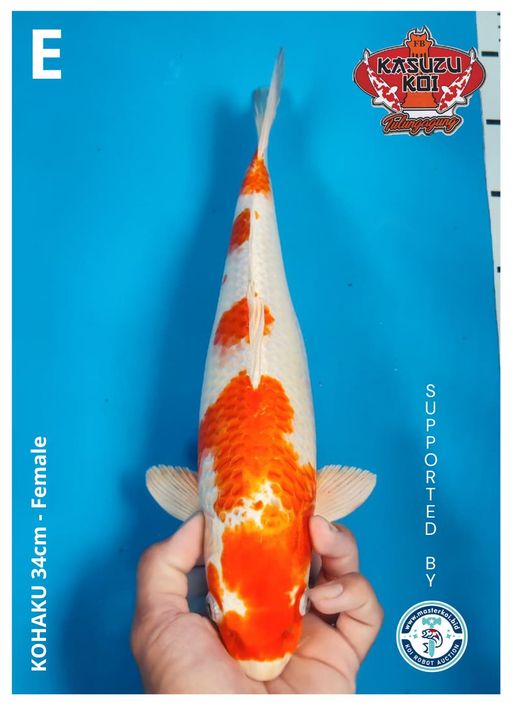 Lelang Koi Online, Jual Beli Ikan Koi, Pusat Jual Beli Koi, Info Lelang Koi Hari Ini, Platform Jual Beli Koi, Jual Beli Ikan Koi Online, Marketplace Ikan Koi, Jual Koi Terbaik, Tempat Beli Koi Berkualitas, Pasar Ikan Koi Online Terpercaya, Penjual Ikan Koi Terpercaya, Beli Koi Hias Online, Ikan Koi untuk Dijual, Koi Kualitas Terbaik, Toko Online Ikan Koi, Koi Hias Untuk Dijual, Jual Beli Ikan Koi Lokal, Koi Indonesia Online, Pusat Jual Beli Koi Terbesar