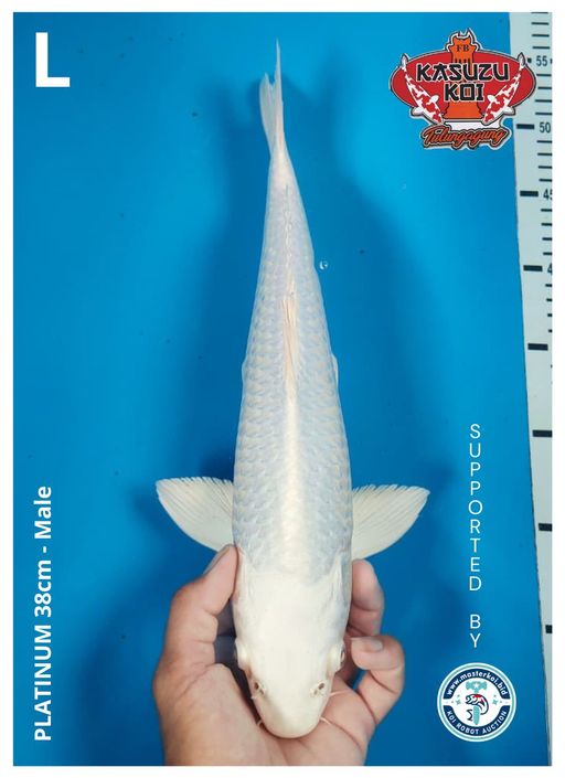 Lelang Koi Online, Jual Beli Ikan Koi, Pusat Jual Beli Koi, Info Lelang Koi Hari Ini, Platform Jual Beli Koi, Jual Beli Ikan Koi Online, Marketplace Ikan Koi, Jual Koi Terbaik, Tempat Beli Koi Berkualitas, Pasar Ikan Koi Online Terpercaya, Penjual Ikan Koi Terpercaya, Beli Koi Hias Online, Ikan Koi untuk Dijual, Koi Kualitas Terbaik, Toko Online Ikan Koi, Koi Hias Untuk Dijual, Jual Beli Ikan Koi Lokal, Koi Indonesia Online, Pusat Jual Beli Koi Terbesar