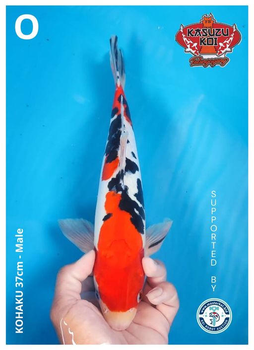 Lelang Koi Online, Jual Beli Ikan Koi, Pusat Jual Beli Koi, Info Lelang Koi Hari Ini, Platform Jual Beli Koi, Jual Beli Ikan Koi Online, Marketplace Ikan Koi, Jual Koi Terbaik, Tempat Beli Koi Berkualitas, Pasar Ikan Koi Online Terpercaya, Penjual Ikan Koi Terpercaya, Beli Koi Hias Online, Ikan Koi untuk Dijual, Koi Kualitas Terbaik, Toko Online Ikan Koi, Koi Hias Untuk Dijual, Jual Beli Ikan Koi Lokal, Koi Indonesia Online, Pusat Jual Beli Koi Terbesar