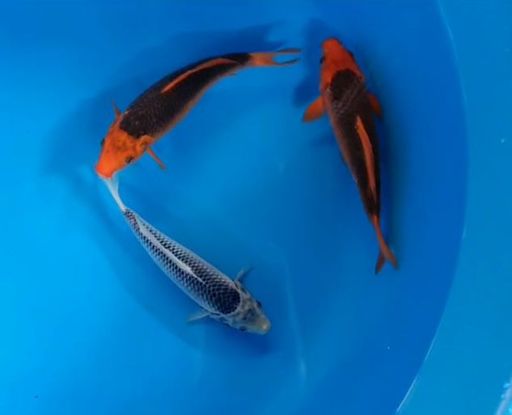 Lelang Koi Online, Jual Beli Ikan Koi, Pusat Jual Beli Koi, Info Lelang Koi Hari Ini, Platform Jual Beli Koi, Jual Beli Ikan Koi Online, Marketplace Ikan Koi, Jual Koi Terbaik, Tempat Beli Koi Berkualitas, Pasar Ikan Koi Online Terpercaya, Penjual Ikan Koi Terpercaya, Beli Koi Hias Online, Ikan Koi untuk Dijual, Koi Kualitas Terbaik, Toko Online Ikan Koi, Koi Hias Untuk Dijual, Jual Beli Ikan Koi Lokal, Koi Indonesia Online, Pusat Jual Beli Koi Terbesar