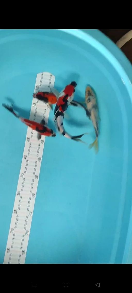 Lelang Koi Online, Jual Beli Ikan Koi, Pusat Jual Beli Koi, Info Lelang Koi Hari Ini, Platform Jual Beli Koi, Jual Beli Ikan Koi Online, Marketplace Ikan Koi, Jual Koi Terbaik, Tempat Beli Koi Berkualitas, Pasar Ikan Koi Online Terpercaya, Penjual Ikan Koi Terpercaya, Beli Koi Hias Online, Ikan Koi untuk Dijual, Koi Kualitas Terbaik, Toko Online Ikan Koi, Koi Hias Untuk Dijual, Jual Beli Ikan Koi Lokal, Koi Indonesia Online, Pusat Jual Beli Koi Terbesar