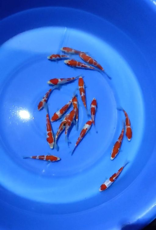 Lelang Koi Online, Jual Beli Ikan Koi, Pusat Jual Beli Koi, Info Lelang Koi Hari Ini, Platform Jual Beli Koi, Jual Beli Ikan Koi Online, Marketplace Ikan Koi, Jual Koi Terbaik, Tempat Beli Koi Berkualitas, Pasar Ikan Koi Online Terpercaya, Penjual Ikan Koi Terpercaya, Beli Koi Hias Online, Ikan Koi untuk Dijual, Koi Kualitas Terbaik, Toko Online Ikan Koi, Koi Hias Untuk Dijual, Jual Beli Ikan Koi Lokal, Koi Indonesia Online, Pusat Jual Beli Koi Terbesar