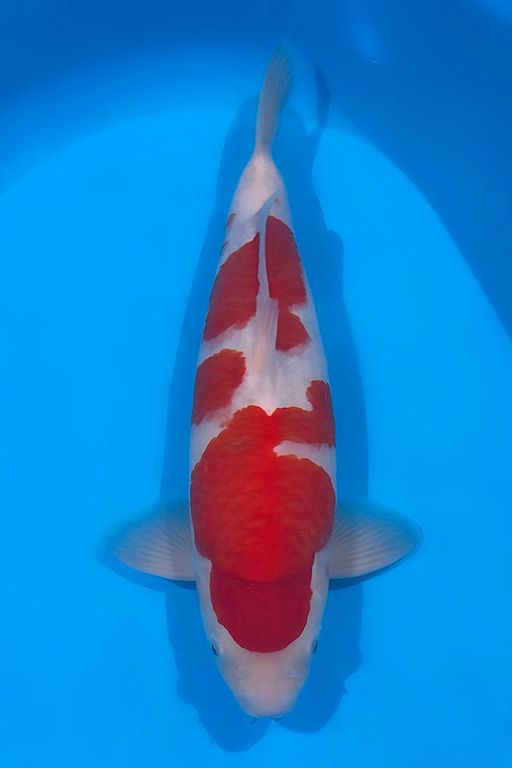 Lelang Koi Online, Jual Beli Ikan Koi, Pusat Jual Beli Koi, Info Lelang Koi Hari Ini, Platform Jual Beli Koi, Jual Beli Ikan Koi Online, Marketplace Ikan Koi, Jual Koi Terbaik, Tempat Beli Koi Berkualitas, Pasar Ikan Koi Online Terpercaya, Penjual Ikan Koi Terpercaya, Beli Koi Hias Online, Ikan Koi untuk Dijual, Koi Kualitas Terbaik, Toko Online Ikan Koi, Koi Hias Untuk Dijual, Jual Beli Ikan Koi Lokal, Koi Indonesia Online, Pusat Jual Beli Koi Terbesar