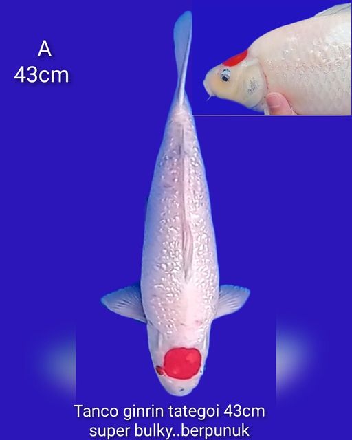 Lelang Koi Online, Jual Beli Ikan Koi, Pusat Jual Beli Koi, Info Lelang Koi Hari Ini, Platform Jual Beli Koi, Jual Beli Ikan Koi Online, Marketplace Ikan Koi, Jual Koi Terbaik, Tempat Beli Koi Berkualitas, Pasar Ikan Koi Online Terpercaya, Penjual Ikan Koi Terpercaya, Beli Koi Hias Online, Ikan Koi untuk Dijual, Koi Kualitas Terbaik, Toko Online Ikan Koi, Koi Hias Untuk Dijual, Jual Beli Ikan Koi Lokal, Koi Indonesia Online, Pusat Jual Beli Koi Terbesar