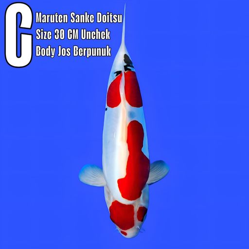 Lelang Koi Online, Jual Beli Ikan Koi, Pusat Jual Beli Koi, Info Lelang Koi Hari Ini, Platform Jual Beli Koi, Jual Beli Ikan Koi Online, Marketplace Ikan Koi, Jual Koi Terbaik, Tempat Beli Koi Berkualitas, Pasar Ikan Koi Online Terpercaya, Penjual Ikan Koi Terpercaya, Beli Koi Hias Online, Ikan Koi untuk Dijual, Koi Kualitas Terbaik, Toko Online Ikan Koi, Koi Hias Untuk Dijual, Jual Beli Ikan Koi Lokal, Koi Indonesia Online, Pusat Jual Beli Koi Terbesar