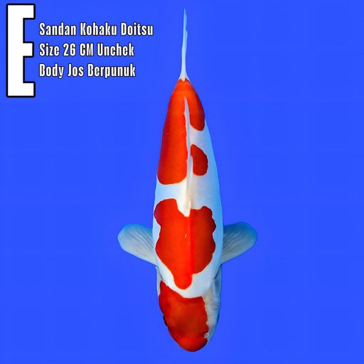 Lelang Koi Online, Jual Beli Ikan Koi, Pusat Jual Beli Koi, Info Lelang Koi Hari Ini, Platform Jual Beli Koi, Jual Beli Ikan Koi Online, Marketplace Ikan Koi, Jual Koi Terbaik, Tempat Beli Koi Berkualitas, Pasar Ikan Koi Online Terpercaya, Penjual Ikan Koi Terpercaya, Beli Koi Hias Online, Ikan Koi untuk Dijual, Koi Kualitas Terbaik, Toko Online Ikan Koi, Koi Hias Untuk Dijual, Jual Beli Ikan Koi Lokal, Koi Indonesia Online, Pusat Jual Beli Koi Terbesar