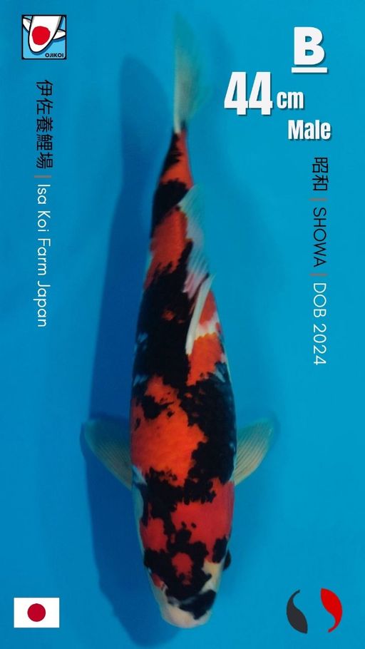 Lelang Koi Online, Jual Beli Ikan Koi, Pusat Jual Beli Koi, Info Lelang Koi Hari Ini, Platform Jual Beli Koi, Jual Beli Ikan Koi Online, Marketplace Ikan Koi, Jual Koi Terbaik, Tempat Beli Koi Berkualitas, Pasar Ikan Koi Online Terpercaya, Penjual Ikan Koi Terpercaya, Beli Koi Hias Online, Ikan Koi untuk Dijual, Koi Kualitas Terbaik, Toko Online Ikan Koi, Koi Hias Untuk Dijual, Jual Beli Ikan Koi Lokal, Koi Indonesia Online, Pusat Jual Beli Koi Terbesar