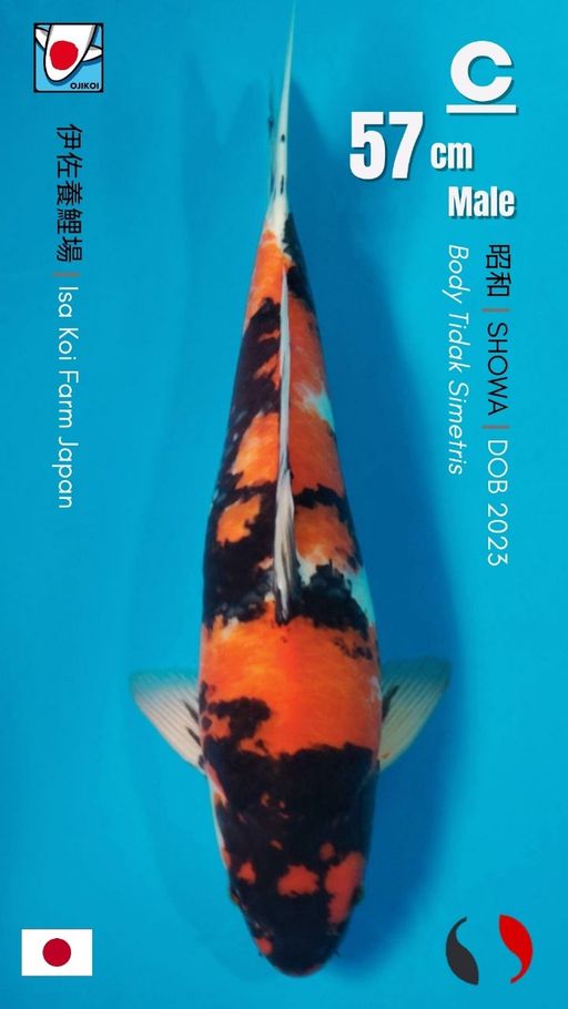 Lelang Koi Online, Jual Beli Ikan Koi, Pusat Jual Beli Koi, Info Lelang Koi Hari Ini, Platform Jual Beli Koi, Jual Beli Ikan Koi Online, Marketplace Ikan Koi, Jual Koi Terbaik, Tempat Beli Koi Berkualitas, Pasar Ikan Koi Online Terpercaya, Penjual Ikan Koi Terpercaya, Beli Koi Hias Online, Ikan Koi untuk Dijual, Koi Kualitas Terbaik, Toko Online Ikan Koi, Koi Hias Untuk Dijual, Jual Beli Ikan Koi Lokal, Koi Indonesia Online, Pusat Jual Beli Koi Terbesar