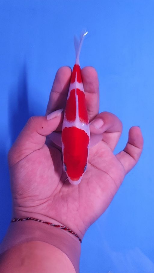 Lelang Koi Online, Jual Beli Ikan Koi, Pusat Jual Beli Koi, Info Lelang Koi Hari Ini, Platform Jual Beli Koi, Jual Beli Ikan Koi Online, Marketplace Ikan Koi, Jual Koi Terbaik, Tempat Beli Koi Berkualitas, Pasar Ikan Koi Online Terpercaya, Penjual Ikan Koi Terpercaya, Beli Koi Hias Online, Ikan Koi untuk Dijual, Koi Kualitas Terbaik, Toko Online Ikan Koi, Koi Hias Untuk Dijual, Jual Beli Ikan Koi Lokal, Koi Indonesia Online, Pusat Jual Beli Koi Terbesar
