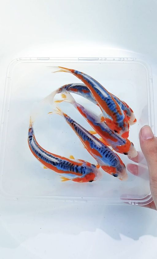Lelang Koi Online, Jual Beli Ikan Koi, Pusat Jual Beli Koi, Info Lelang Koi Hari Ini, Platform Jual Beli Koi, Jual Beli Ikan Koi Online, Marketplace Ikan Koi, Jual Koi Terbaik, Tempat Beli Koi Berkualitas, Pasar Ikan Koi Online Terpercaya, Penjual Ikan Koi Terpercaya, Beli Koi Hias Online, Ikan Koi untuk Dijual, Koi Kualitas Terbaik, Toko Online Ikan Koi, Koi Hias Untuk Dijual, Jual Beli Ikan Koi Lokal, Koi Indonesia Online, Pusat Jual Beli Koi Terbesar