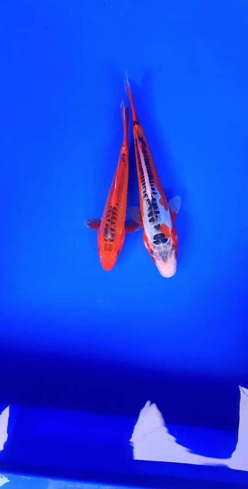 Lelang Koi Online, Jual Beli Ikan Koi, Pusat Jual Beli Koi, Info Lelang Koi Hari Ini, Platform Jual Beli Koi, Jual Beli Ikan Koi Online, Marketplace Ikan Koi, Jual Koi Terbaik, Tempat Beli Koi Berkualitas, Pasar Ikan Koi Online Terpercaya, Penjual Ikan Koi Terpercaya, Beli Koi Hias Online, Ikan Koi untuk Dijual, Koi Kualitas Terbaik, Toko Online Ikan Koi, Koi Hias Untuk Dijual, Jual Beli Ikan Koi Lokal, Koi Indonesia Online, Pusat Jual Beli Koi Terbesar