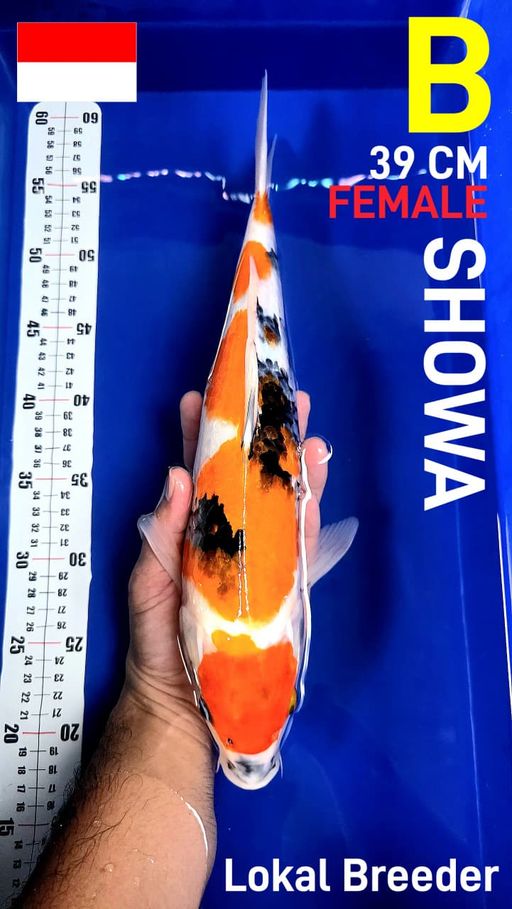 Lelang Koi Online, Jual Beli Ikan Koi, Pusat Jual Beli Koi, Info Lelang Koi Hari Ini, Platform Jual Beli Koi, Jual Beli Ikan Koi Online, Marketplace Ikan Koi, Jual Koi Terbaik, Tempat Beli Koi Berkualitas, Pasar Ikan Koi Online Terpercaya, Penjual Ikan Koi Terpercaya, Beli Koi Hias Online, Ikan Koi untuk Dijual, Koi Kualitas Terbaik, Toko Online Ikan Koi, Koi Hias Untuk Dijual, Jual Beli Ikan Koi Lokal, Koi Indonesia Online, Pusat Jual Beli Koi Terbesar