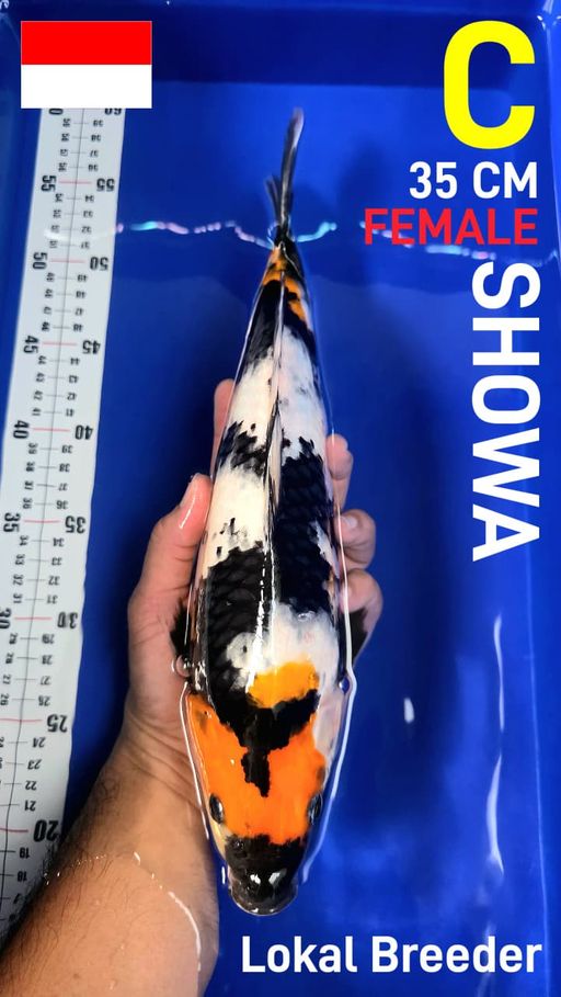 Lelang Koi Online, Jual Beli Ikan Koi, Pusat Jual Beli Koi, Info Lelang Koi Hari Ini, Platform Jual Beli Koi, Jual Beli Ikan Koi Online, Marketplace Ikan Koi, Jual Koi Terbaik, Tempat Beli Koi Berkualitas, Pasar Ikan Koi Online Terpercaya, Penjual Ikan Koi Terpercaya, Beli Koi Hias Online, Ikan Koi untuk Dijual, Koi Kualitas Terbaik, Toko Online Ikan Koi, Koi Hias Untuk Dijual, Jual Beli Ikan Koi Lokal, Koi Indonesia Online, Pusat Jual Beli Koi Terbesar