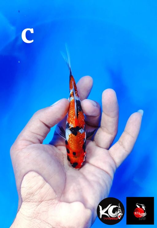Lelang Koi Online, Jual Beli Ikan Koi, Pusat Jual Beli Koi, Info Lelang Koi Hari Ini, Platform Jual Beli Koi, Jual Beli Ikan Koi Online, Marketplace Ikan Koi, Jual Koi Terbaik, Tempat Beli Koi Berkualitas, Pasar Ikan Koi Online Terpercaya, Penjual Ikan Koi Terpercaya, Beli Koi Hias Online, Ikan Koi untuk Dijual, Koi Kualitas Terbaik, Toko Online Ikan Koi, Koi Hias Untuk Dijual, Jual Beli Ikan Koi Lokal, Koi Indonesia Online, Pusat Jual Beli Koi Terbesar