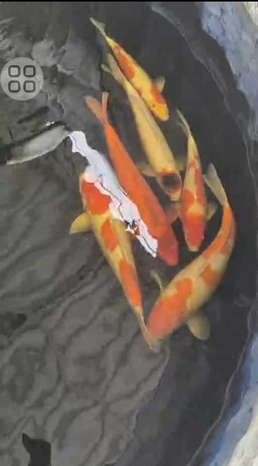 Lelang Koi Online, Jual Beli Ikan Koi, Pusat Jual Beli Koi, Info Lelang Koi Hari Ini, Platform Jual Beli Koi, Jual Beli Ikan Koi Online, Marketplace Ikan Koi, Jual Koi Terbaik, Tempat Beli Koi Berkualitas, Pasar Ikan Koi Online Terpercaya, Penjual Ikan Koi Terpercaya, Beli Koi Hias Online, Ikan Koi untuk Dijual, Koi Kualitas Terbaik, Toko Online Ikan Koi, Koi Hias Untuk Dijual, Jual Beli Ikan Koi Lokal, Koi Indonesia Online, Pusat Jual Beli Koi Terbesar