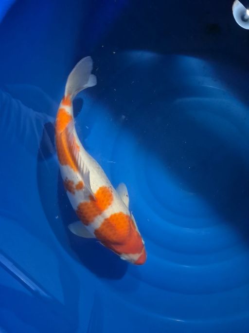 Lelang Koi Online, Jual Beli Ikan Koi, Pusat Jual Beli Koi, Info Lelang Koi Hari Ini, Platform Jual Beli Koi, Jual Beli Ikan Koi Online, Marketplace Ikan Koi, Jual Koi Terbaik, Tempat Beli Koi Berkualitas, Pasar Ikan Koi Online Terpercaya, Penjual Ikan Koi Terpercaya, Beli Koi Hias Online, Ikan Koi untuk Dijual, Koi Kualitas Terbaik, Toko Online Ikan Koi, Koi Hias Untuk Dijual, Jual Beli Ikan Koi Lokal, Koi Indonesia Online, Pusat Jual Beli Koi Terbesar