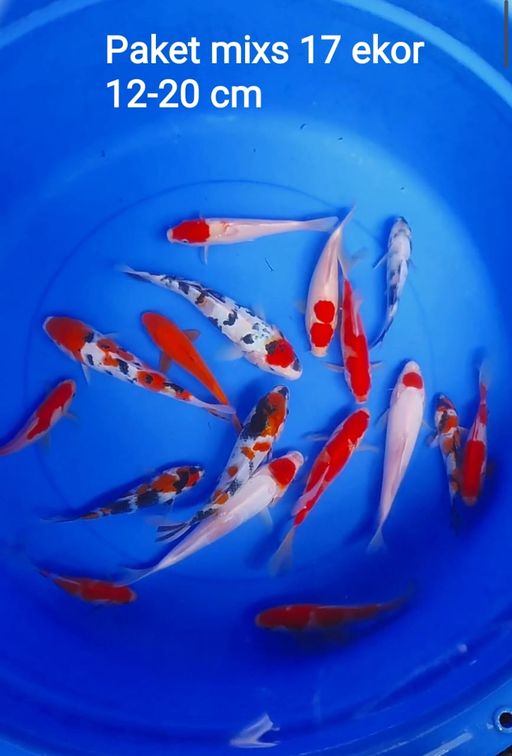 Lelang Koi Online, Jual Beli Ikan Koi, Pusat Jual Beli Koi, Info Lelang Koi Hari Ini, Platform Jual Beli Koi, Jual Beli Ikan Koi Online, Marketplace Ikan Koi, Jual Koi Terbaik, Tempat Beli Koi Berkualitas, Pasar Ikan Koi Online Terpercaya, Penjual Ikan Koi Terpercaya, Beli Koi Hias Online, Ikan Koi untuk Dijual, Koi Kualitas Terbaik, Toko Online Ikan Koi, Koi Hias Untuk Dijual, Jual Beli Ikan Koi Lokal, Koi Indonesia Online, Pusat Jual Beli Koi Terbesar