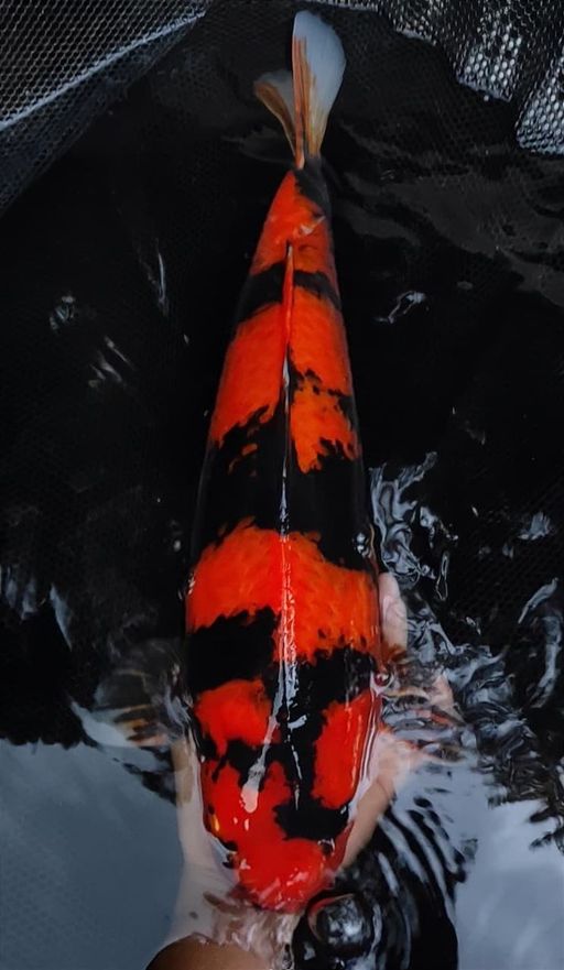 Lelang Koi Online, Jual Beli Ikan Koi, Pusat Jual Beli Koi, Info Lelang Koi Hari Ini, Platform Jual Beli Koi, Jual Beli Ikan Koi Online, Marketplace Ikan Koi, Jual Koi Terbaik, Tempat Beli Koi Berkualitas, Pasar Ikan Koi Online Terpercaya, Penjual Ikan Koi Terpercaya, Beli Koi Hias Online, Ikan Koi untuk Dijual, Koi Kualitas Terbaik, Toko Online Ikan Koi, Koi Hias Untuk Dijual, Jual Beli Ikan Koi Lokal, Koi Indonesia Online, Pusat Jual Beli Koi Terbesar