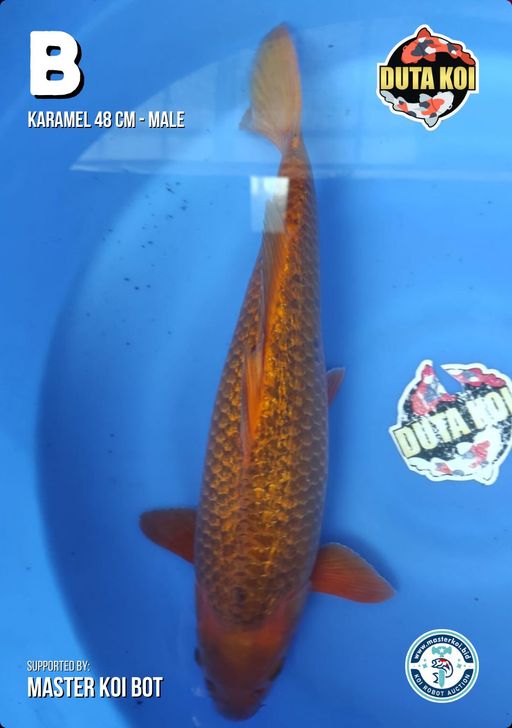 Lelang Koi Online, Jual Beli Ikan Koi, Pusat Jual Beli Koi, Info Lelang Koi Hari Ini, Platform Jual Beli Koi, Jual Beli Ikan Koi Online, Marketplace Ikan Koi, Jual Koi Terbaik, Tempat Beli Koi Berkualitas, Pasar Ikan Koi Online Terpercaya, Penjual Ikan Koi Terpercaya, Beli Koi Hias Online, Ikan Koi untuk Dijual, Koi Kualitas Terbaik, Toko Online Ikan Koi, Koi Hias Untuk Dijual, Jual Beli Ikan Koi Lokal, Koi Indonesia Online, Pusat Jual Beli Koi Terbesar